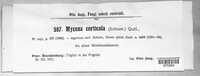 Mycena corticola image